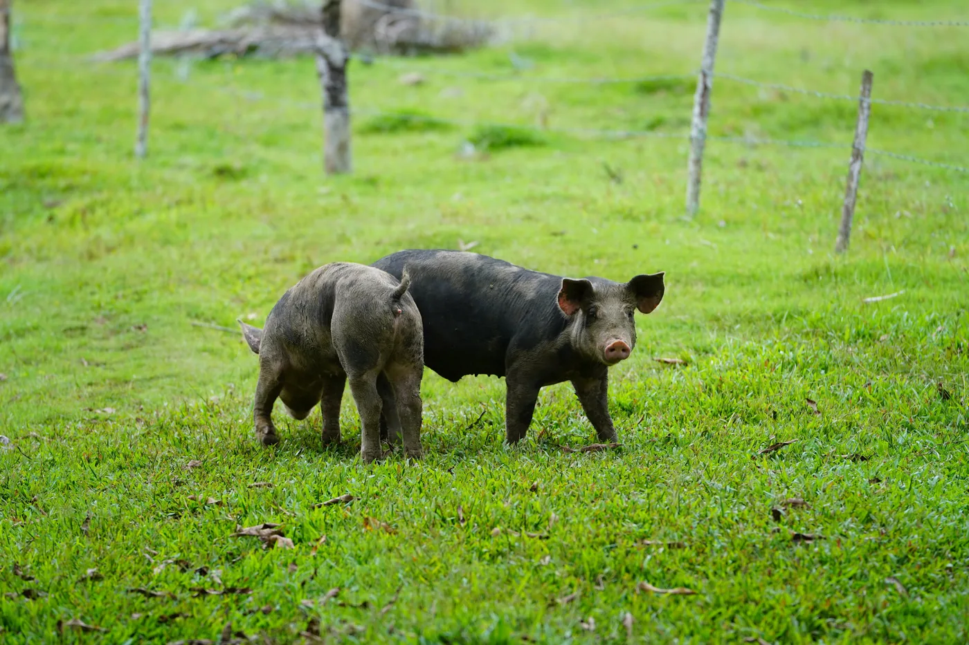 Cerdos ibéricos pastando en el campo